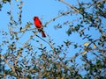 Colorful Cardinal