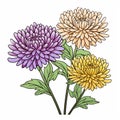 Colorful Caricature: Three Chrysanthemum Flowers In Vibrant Color Fields