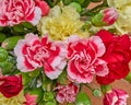 Colorful carnation flowers closeup Royalty Free Stock Photo