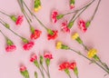 Colorful carnation flowers on light pink background. Flat lay, Top view