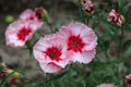 Colorful carnations blossomed in the garden Royalty Free Stock Photo