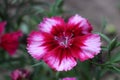 Colorful carnations blossomed in the garden Royalty Free Stock Photo