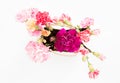 Colorful carnations flowers Royalty Free Stock Photo