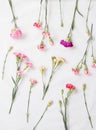 Colorful carnations flowers Royalty Free Stock Photo