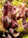 Colorful carnivorous plant Sarracenia rosea close up Royalty Free Stock Photo