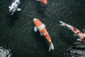 Colorful Carp Fish or Koi swimming in Pond, Movement of Swimming and Space.