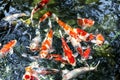 Colorful carp fish in the pool