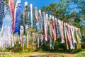 Colorful carp of Koinobori festival or carp-streamer kite to ce Royalty Free Stock Photo