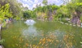 Colorful carp swimming in the pond