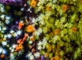 Colorful carpet of zoantharia sea anemones in macro closeup, marine life background