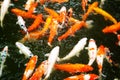 Colorful Carps Swimming In The Pond