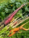 colorful carrots, red and orange carrots, young white carrots, young vegetables plucked from the ground,