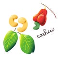 Colorful cartoon cashew