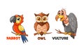 Colorful Cartoon Parrot With Vibrant Feathers, Wise And Scholarly Owl, And A Mischievous Vulture With A Sly Grin