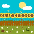 Colorful cartoon sunflower garden with fence in a sunny day spring illustration