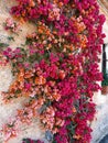 A colorful cascade of bougainvillea flowers