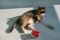 Colorful cat lies and berries, strawberries with stalks of flowers on a wooden floor, background. Proper diet. Healthy diet. Veget