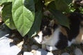The colorful cat is resting under a bonsai, leisurely and at ease,