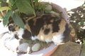 The colorful cat is resting under a bonsai, leisurely and at ease,