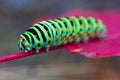 Colorful caterpillar