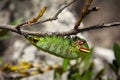 Colorful caterpilla