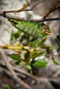 Colorful caterpilla