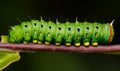 Colorful caterpillar is crawling on branch