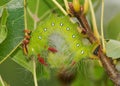 Colorful caterpillar eating a leaf - Imperial Moth caterpillar Royalty Free Stock Photo