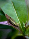 Hungry hungry caterpillar on a leaf Royalty Free Stock Photo