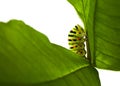 Colorful caterpillar on green leaf Royalty Free Stock Photo