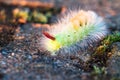 Colorful caterpillar.