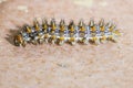 A colorful caterpillar moving on the floor