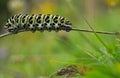 Colorful caterpillar, Papilio machaon, in natural landscape