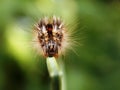 colorful caterpillar on a plant