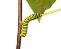 Colorful caterpillar squirm on stem Royalty Free Stock Photo