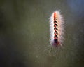 Colorful caterpillar in white red and black colors.