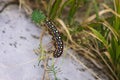 A colorful caterpillar that will soon become a butterfly is eating leaves Marche, Italy Royalty Free Stock Photo