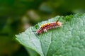 Colorful caterpillars resting on a green leaf in the garden Royalty Free Stock Photo