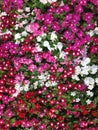 Colorful Catharanthus roseus