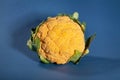 Colorful cauliflower on blue