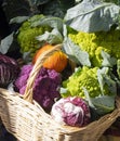 Colorful cauliflower, radicchio, salad and pumpkins in a wicker basket