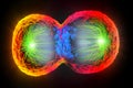 Colorful cell division, cell membrane and splitting nucleus