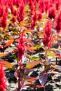 Colorful celosia flower Royalty Free Stock Photo