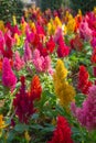 Colorful Celosia flower in the garden