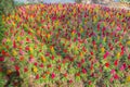 Colorful Celosia flower in the garden Royalty Free Stock Photo