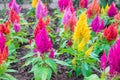 Colorful celosia flower Royalty Free Stock Photo