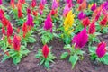 Colorful celosia flower