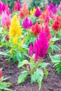 Colorful celosia flower Royalty Free Stock Photo