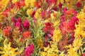 Colorful Celosia flowers for beautiful environment in city park