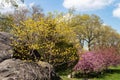 Colorful Central Park Spring Landscape Scene with Flowering Trees in New York City Royalty Free Stock Photo